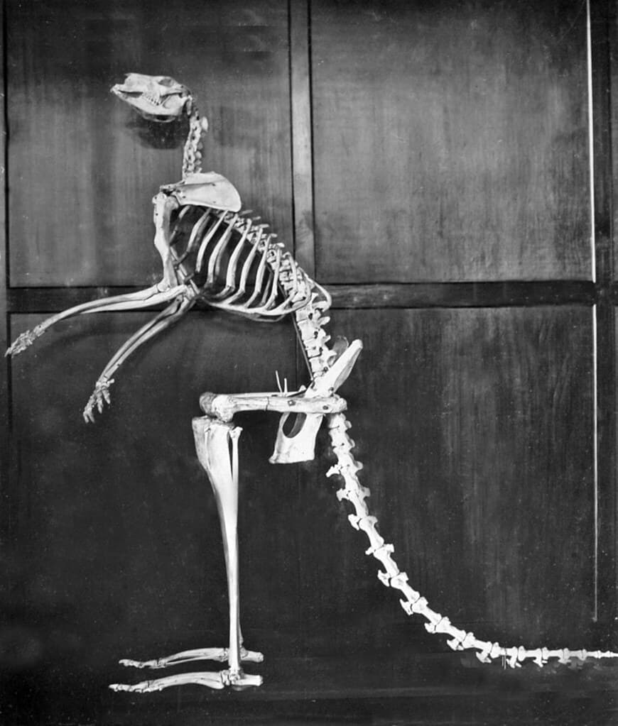 Kangaroo skeleton at the Queensland Museum, Brisbane
