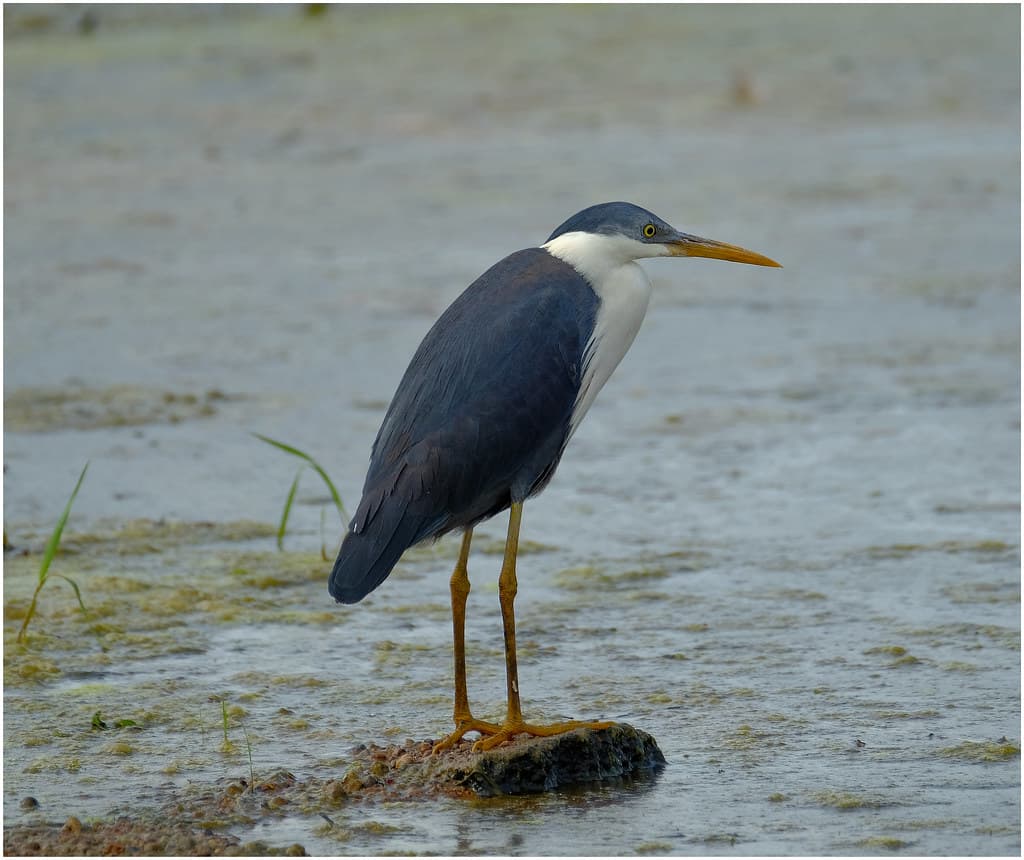 Pied Heron (adult) - Fogg Dam.