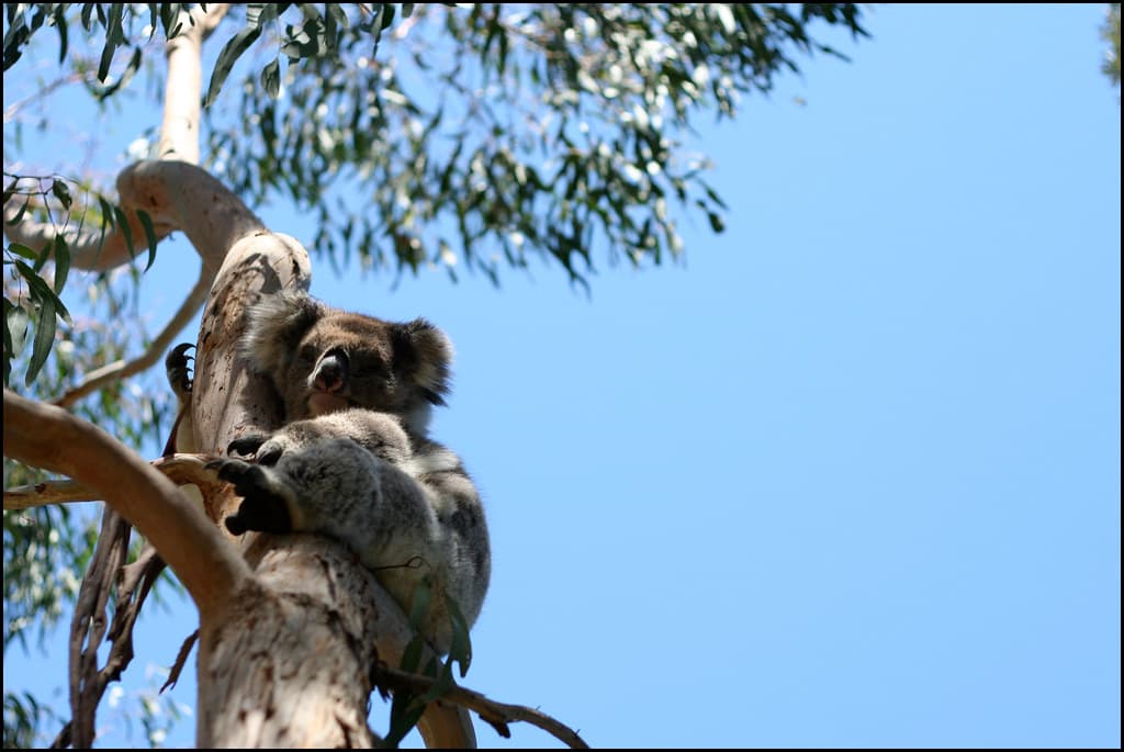 Koala
