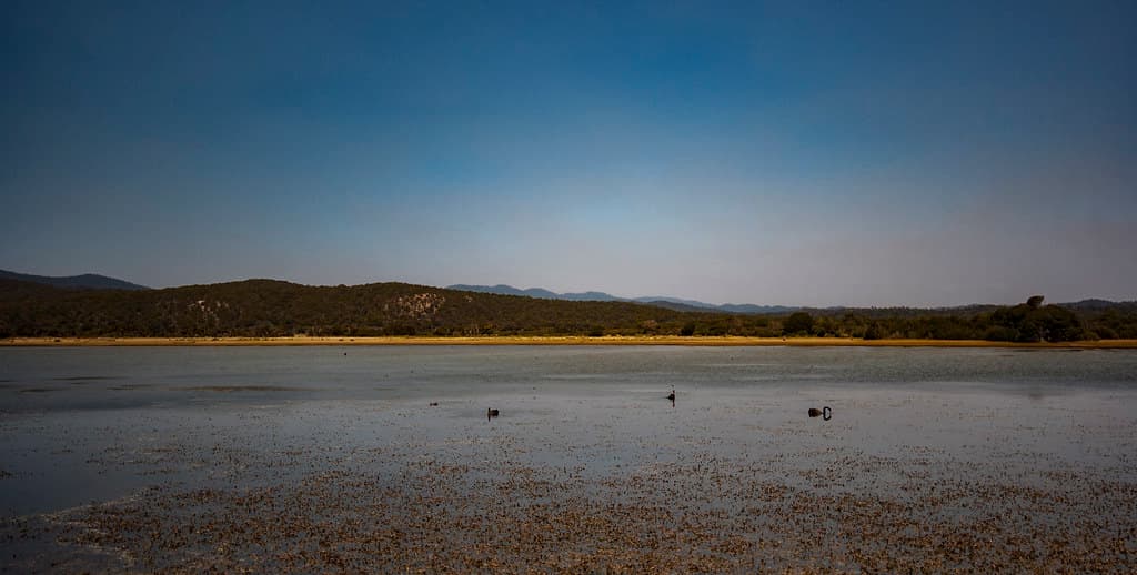 Swan Lake Beach