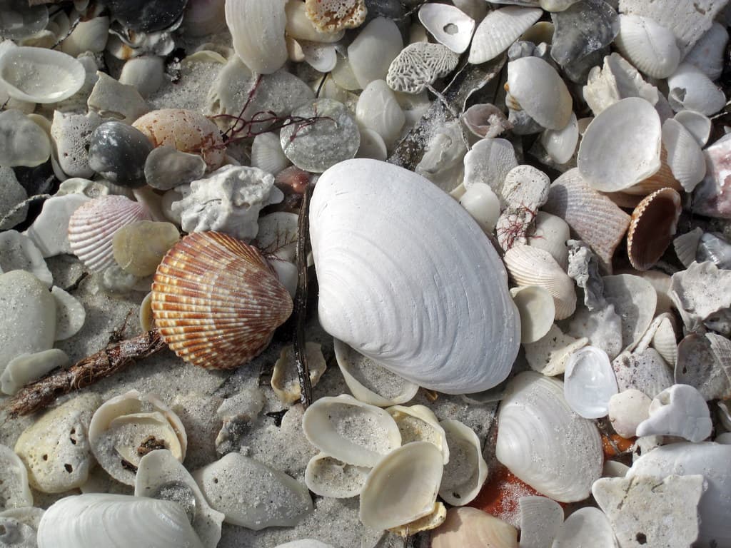 Pine Beach (Gulf State Park)