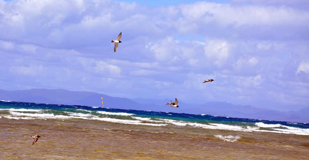 Black Head Beach