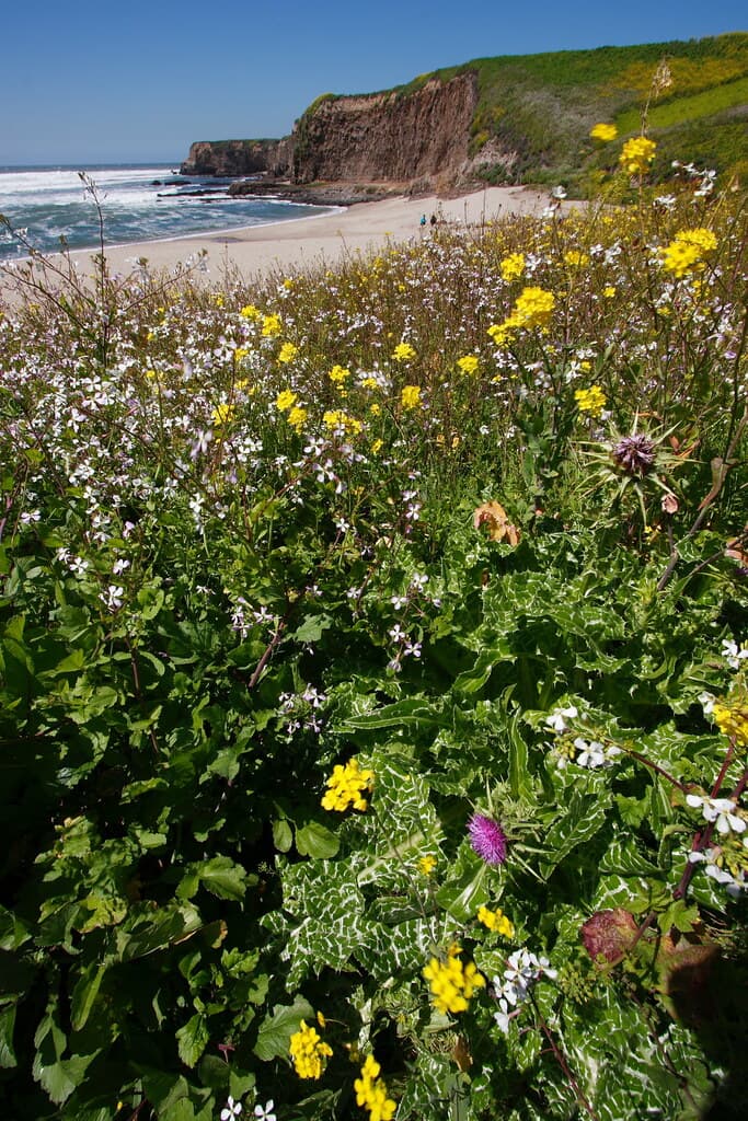 Davenport Landing Beach