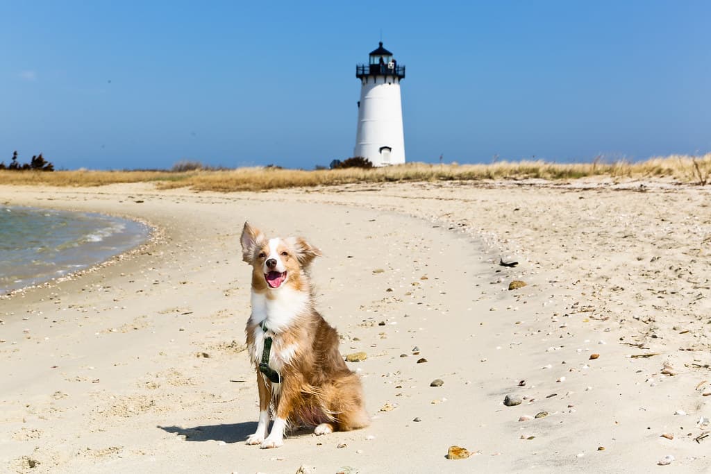 Lighthouse Beach (Edgartown)