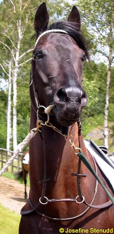 Arendal Badplats