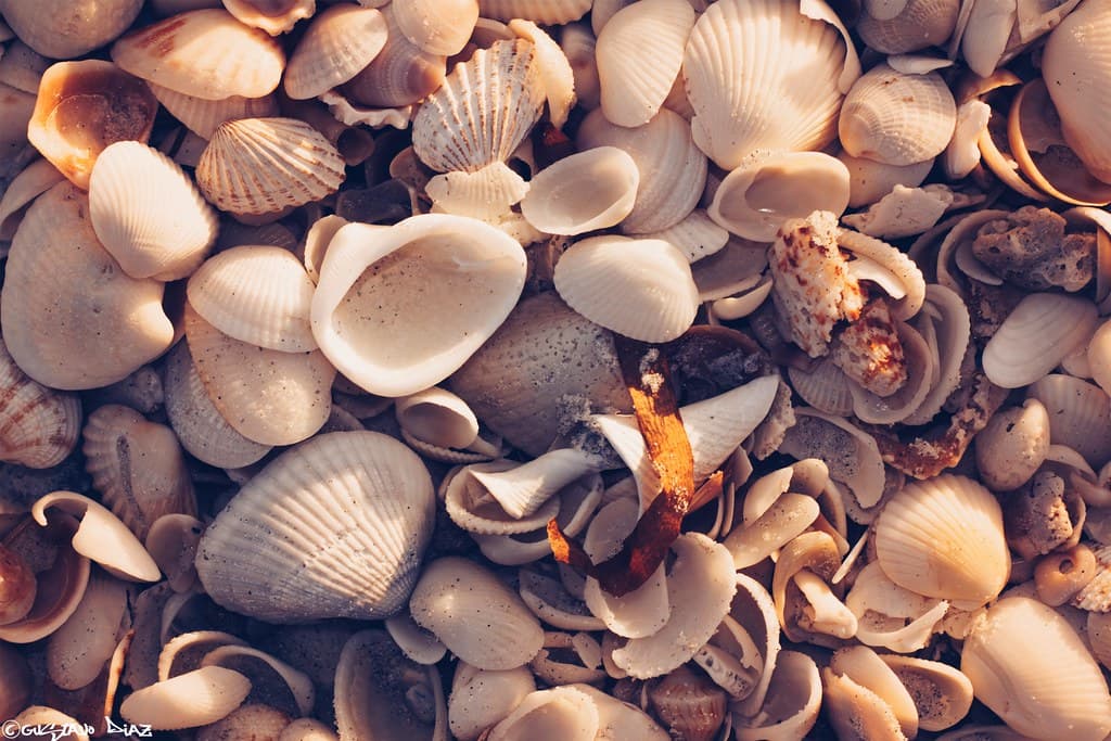 Cape Florida Beach