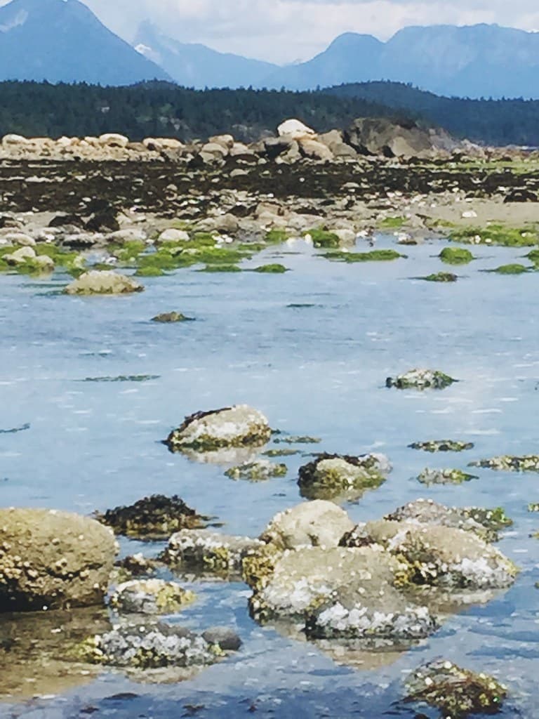 Hollyhock Beach