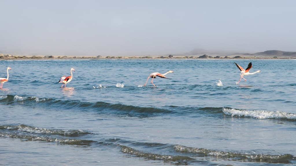 Griffith Bay Beach