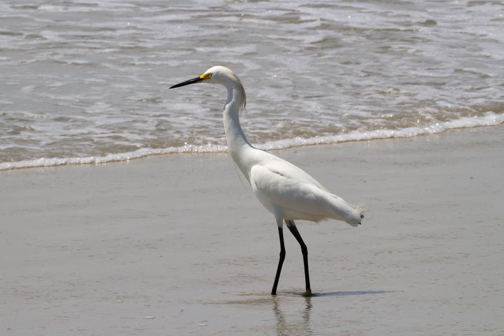 Hunting Island Beach