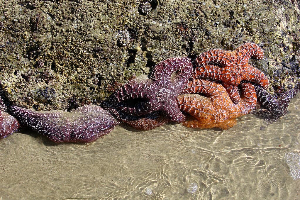 Leo Carrillo State Beach