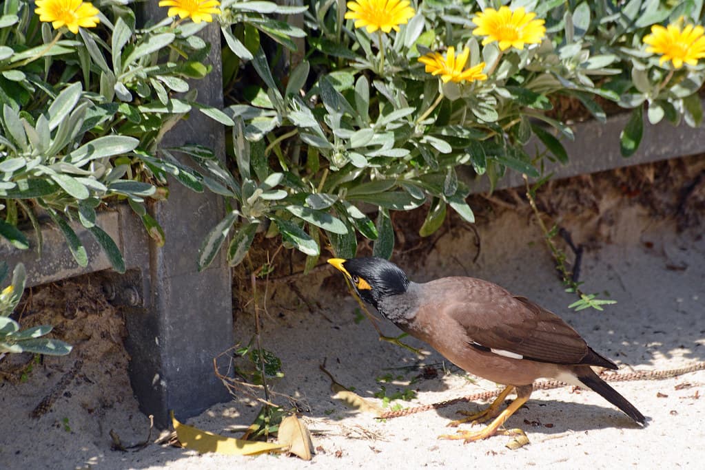 Yellow Patch Beach
