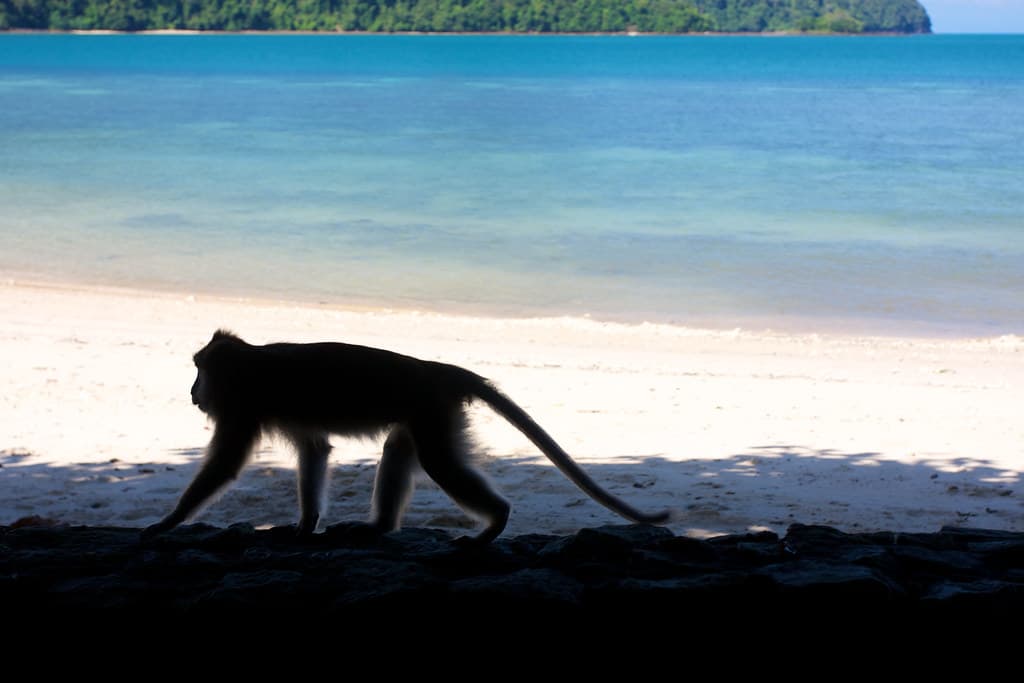 Datai Bay Beach