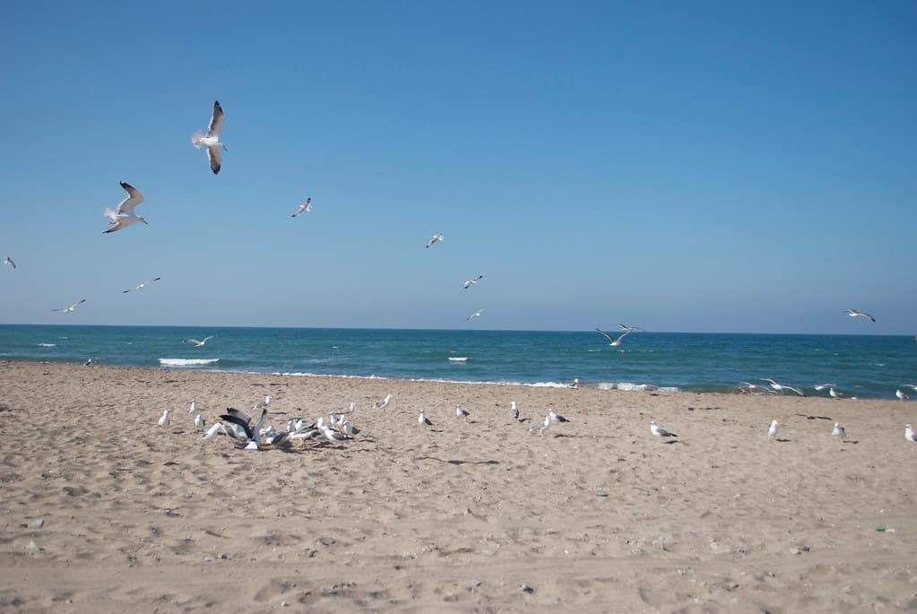 Al Hasa Beach