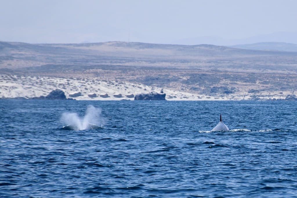 Playa Isla Pingüino