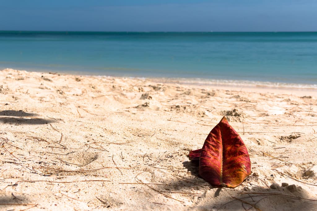 Hibiscus Beach