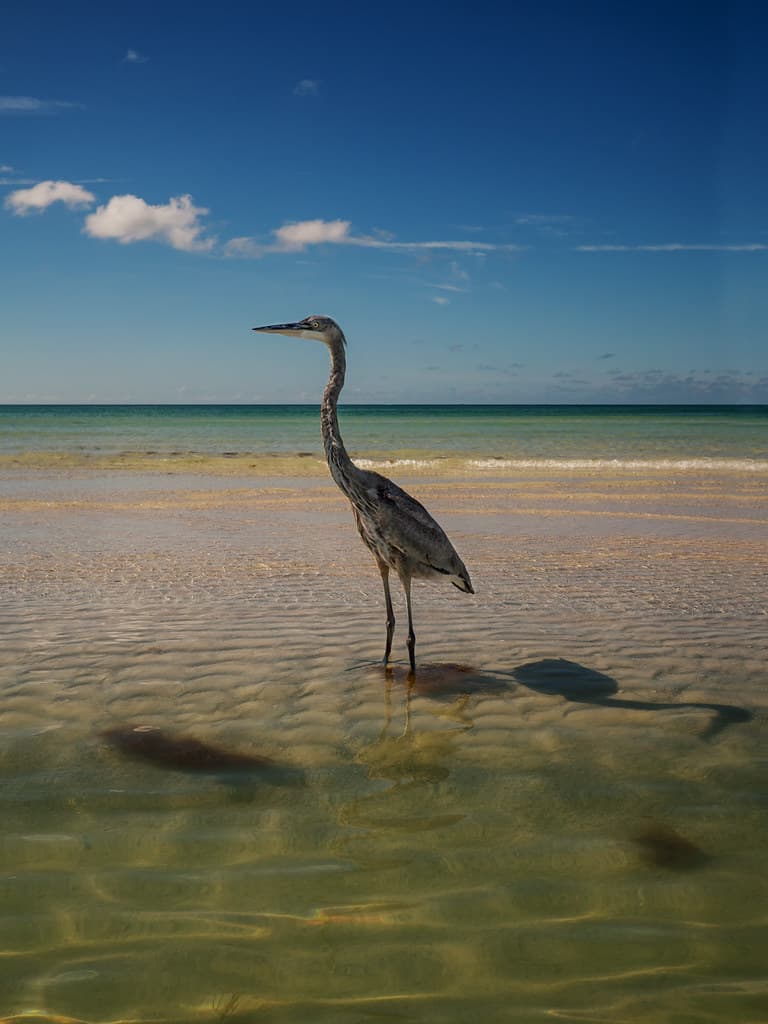 Lido Beach