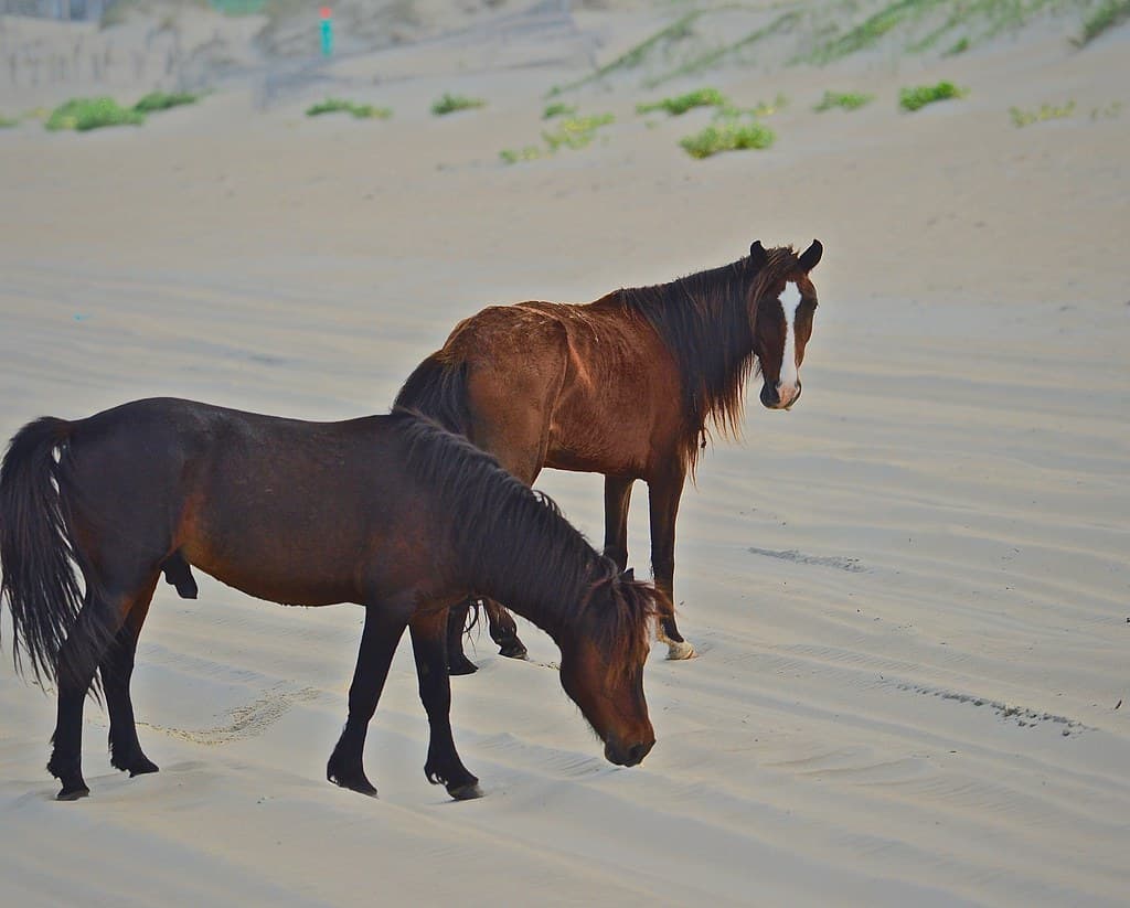 Corolla Beach