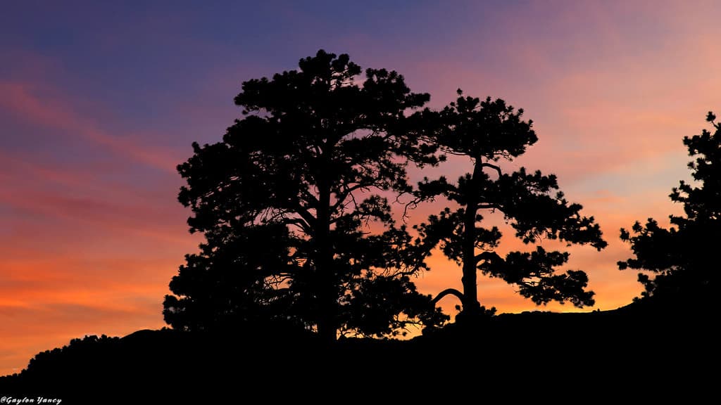 Sea Pines Beach