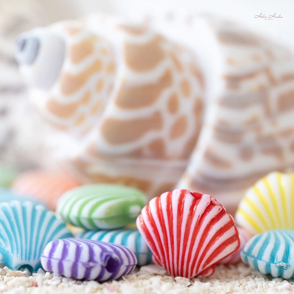 Shell Point Beach