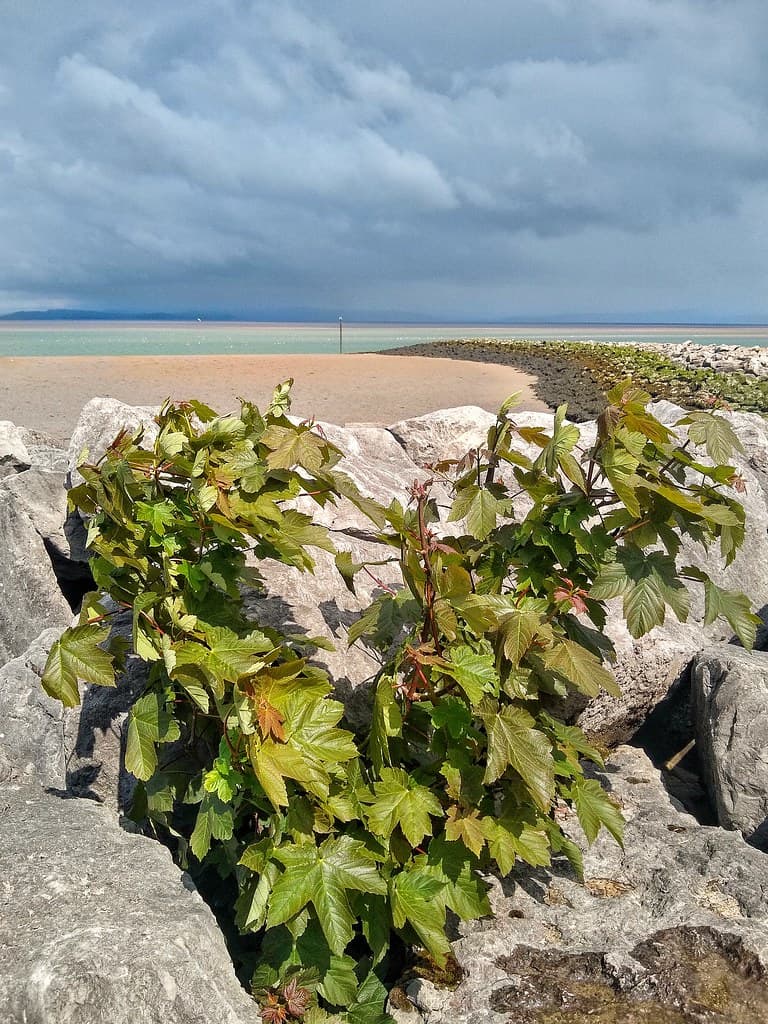 Heysham Half Moon Bay
