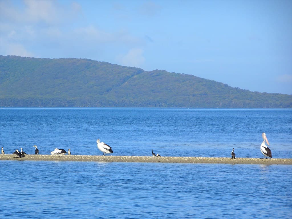 Forster Main Beach
