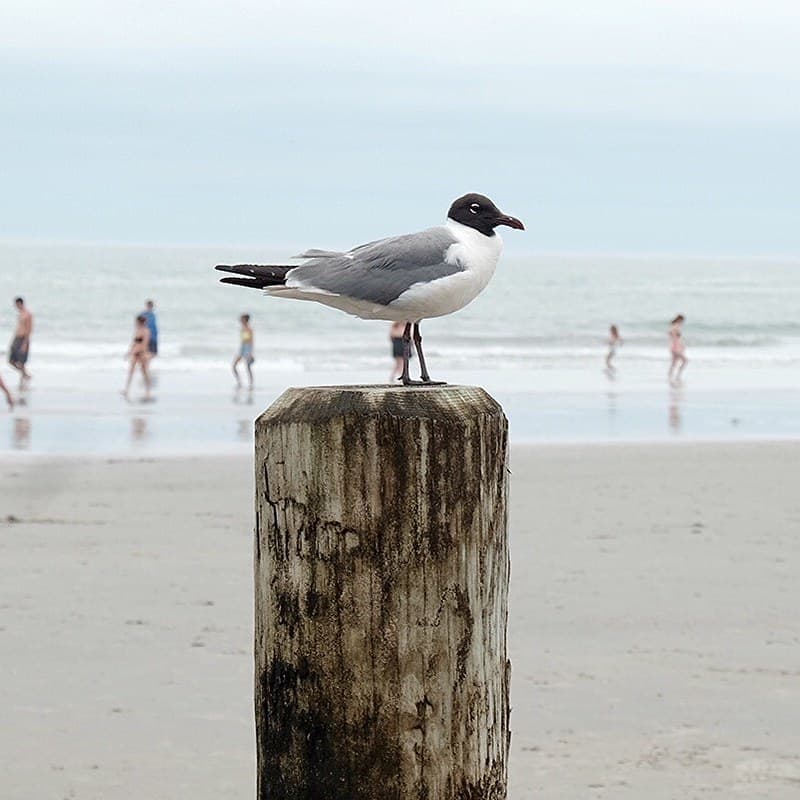 Wildwood Beach
