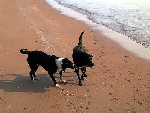 Pallarenda Beach