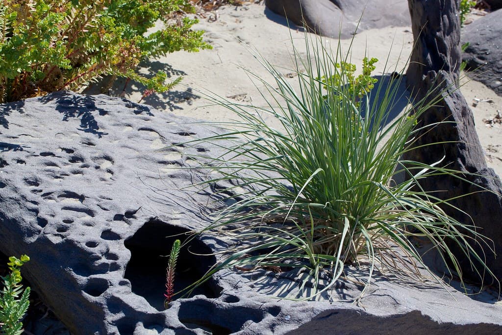 Antechamber Bay Beach